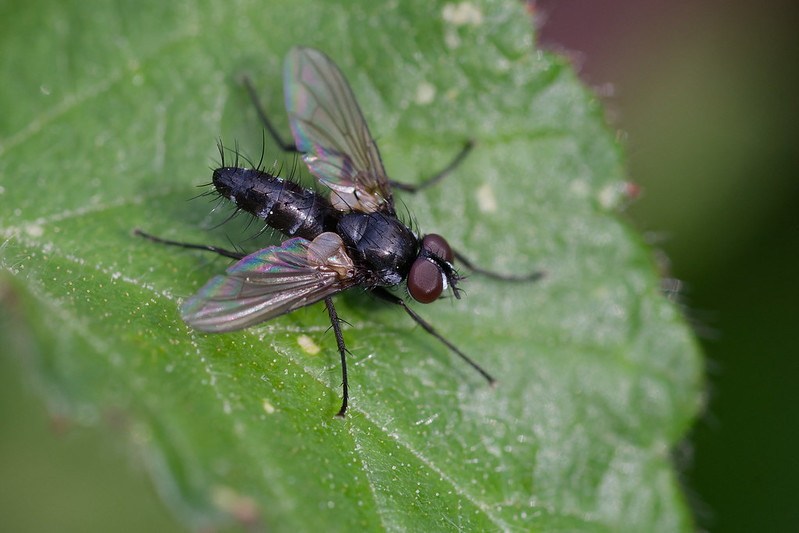 12 Gastrolepta anthracina.jpg